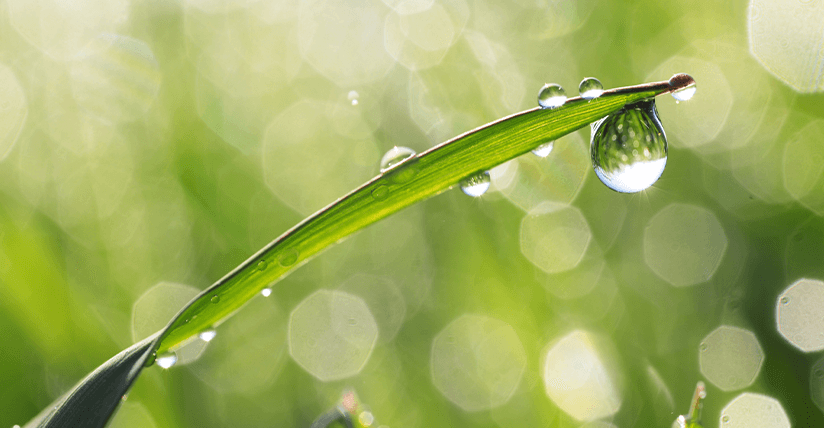 doas_grass_water_drops_tiny